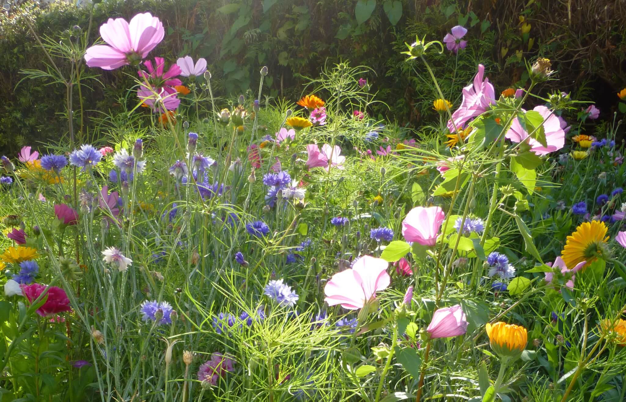 Wildflower Field Near Me Discovering Hidden Gems