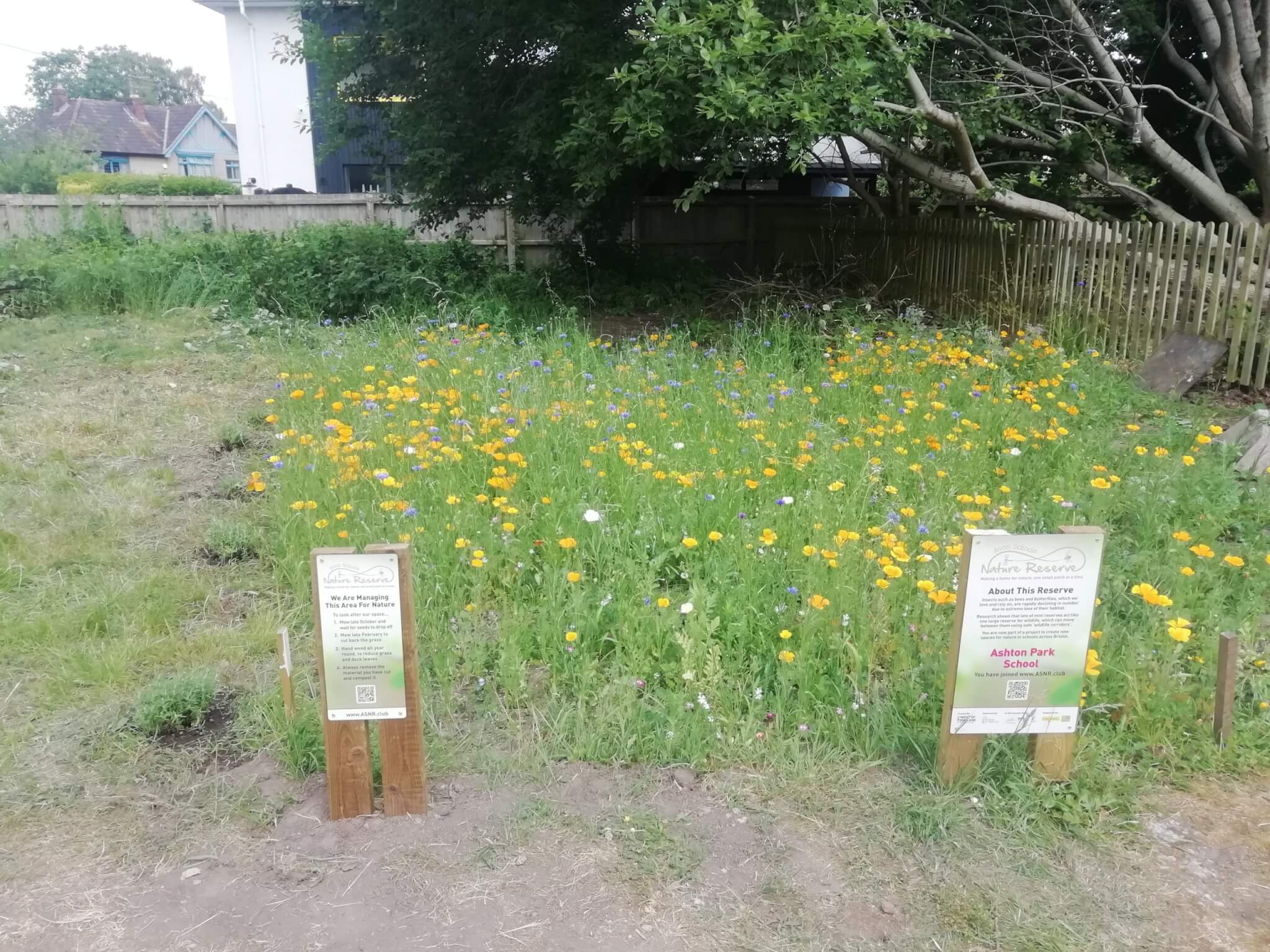flowering meadow